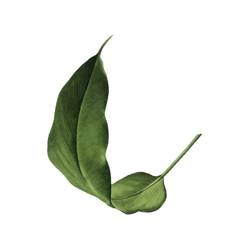 "Leaf 2" Wall Decal in " My Jungle" CollectionMy Jungle Collection