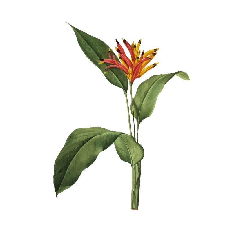 "Bird of Paradise Flower" Wall Decal in "My Jungle" CollectionMy J